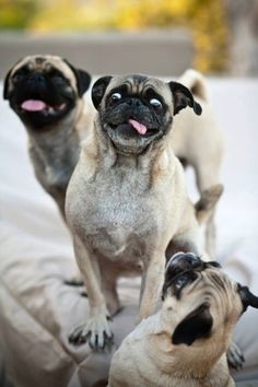 Spastic party pug